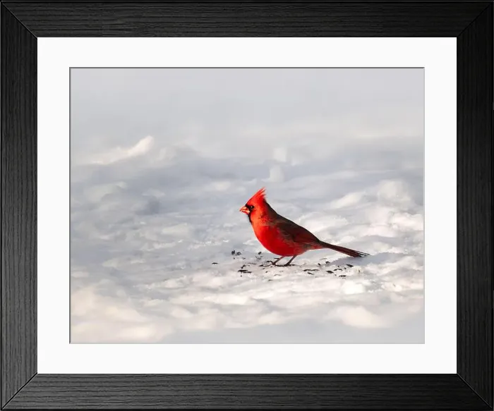Framed Print : Close up of red male northern cardinal eating seeds from snowy ground Framed Print : Close up of red male northern cardinal eating seeds from snowy ground