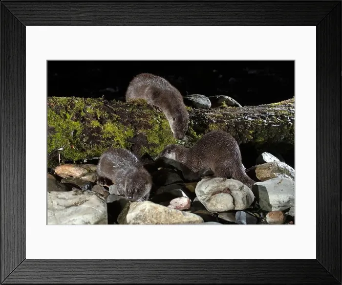 Framed Print : Otter family on a mountain river in the early evening of a winter day Framed Print : Otter family on a mountain river in the early evening of a winter day