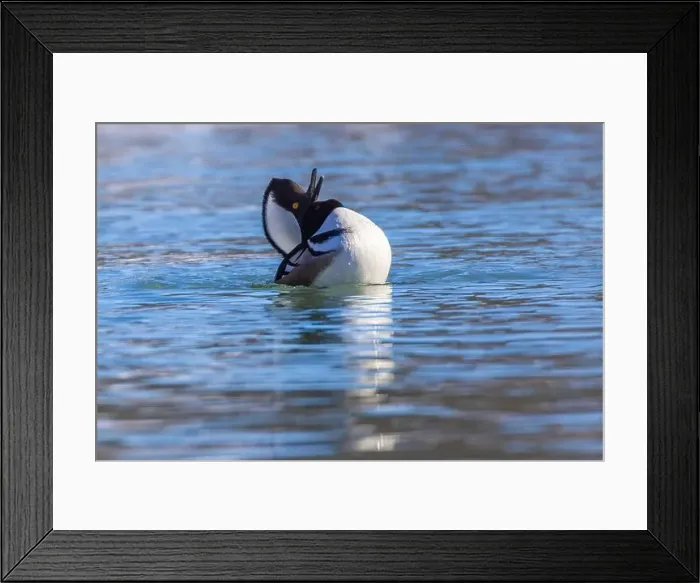 Framed Print : Male hooded merganser (Lophodytes cucullatus) in winter Framed Print : Male hooded merganser (Lophodytes cucullatus) in winter