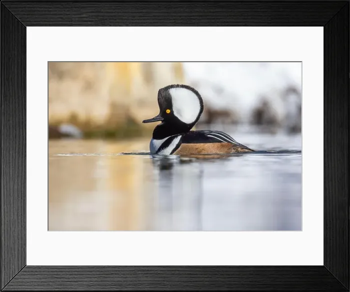Framed Print : Male hooded merganser (Lophodytes cucullatus) in winter Framed Print : Male hooded merganser (Lophodytes cucullatus) in winter
