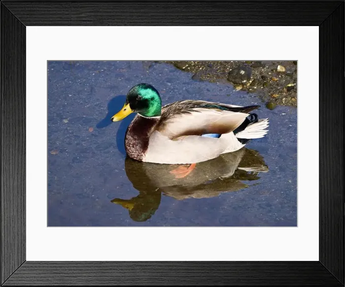 Framed Print : Closeup of a beautiful male mallard duck with an emerald green head floating on a shallow river estuary Framed Print : Closeup of a beautiful male mallard duck with an emerald green head floating on a shallow river estuary