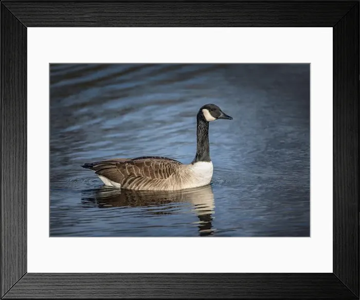 Framed Print : Profile portrait of a Canada goose taken early on a cold sunny morning Framed Print : Profile portrait of a Canada goose taken early on a cold sunny morning