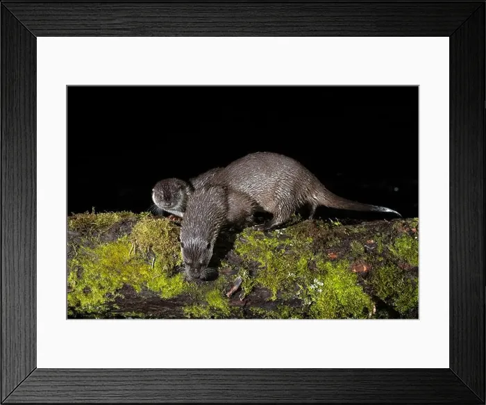 Framed Print : Otter family on a mountain river in the early evening of a winter day Framed Print : Otter family on a mountain river in the early evening of a winter day