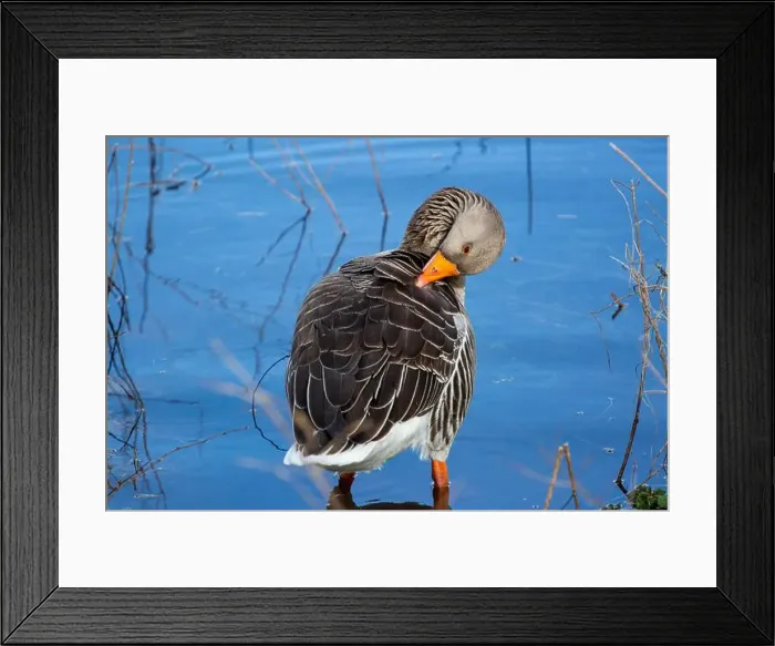 Framed Print : Greylag Goose at West Stow Lakes Suffolk
