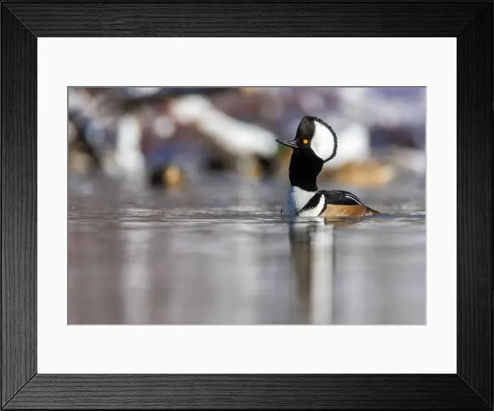 Framed Print : Male hooded merganser (Lophodytes cucullatus) in winter Framed Print : Male hooded merganser (Lophodytes cucullatus) in winter
