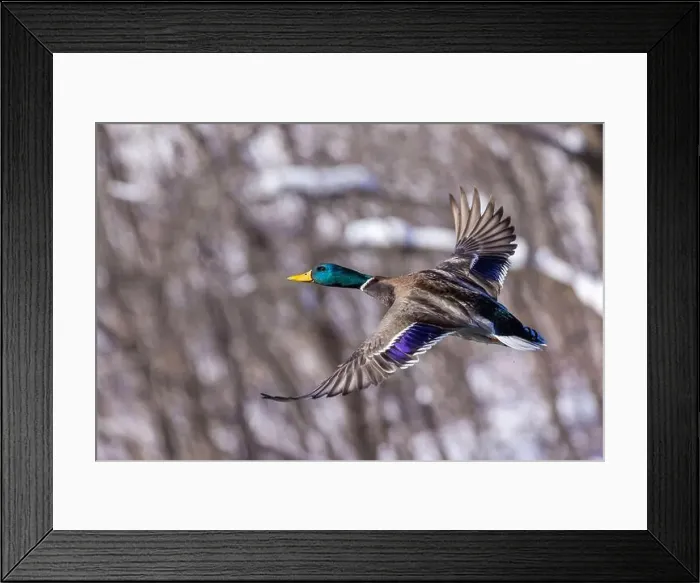 Framed Print : Mallard drake flying in winter Framed Print : Mallard drake flying in winter