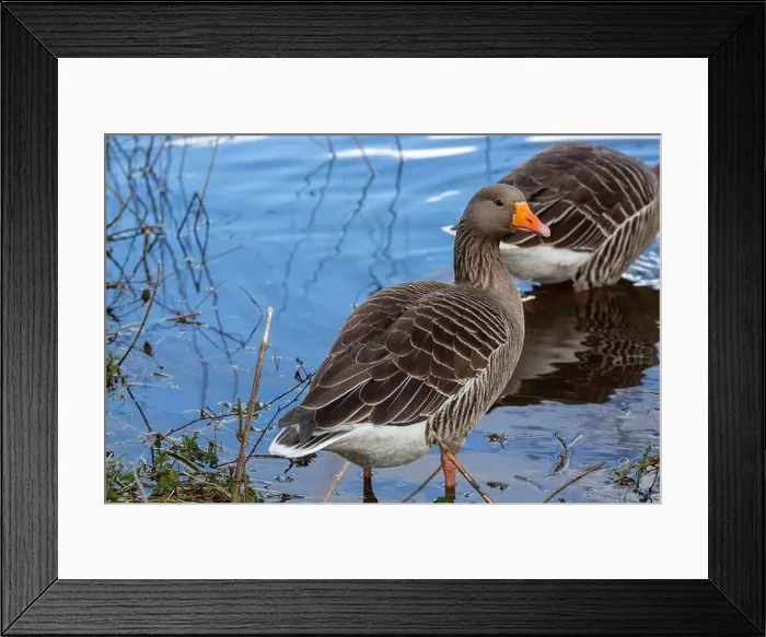 Framed Print : Greylag Goose at West Stow Lakes Suffolk