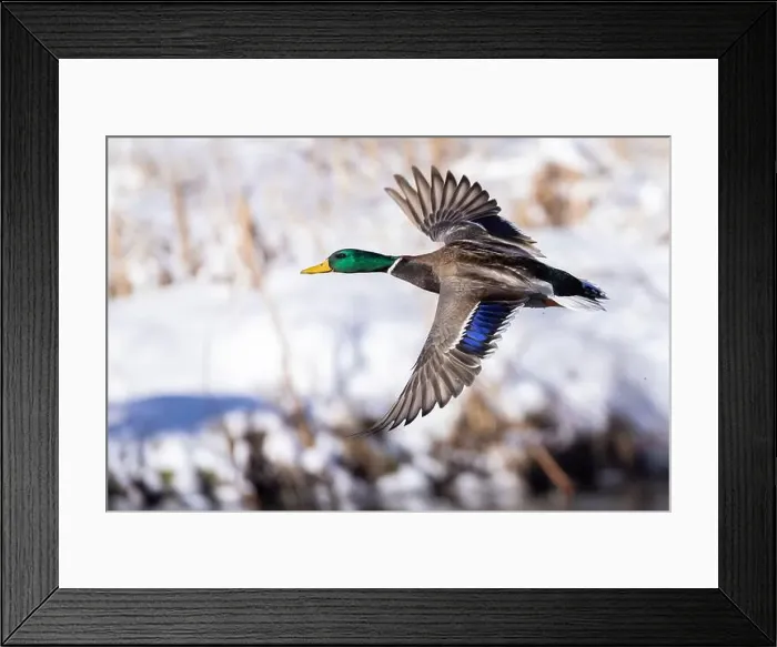 Framed Print : Mallard drake flying in winter Framed Print : Mallard drake flying in winter