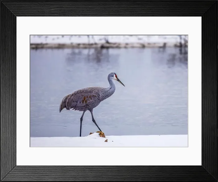 Framed Print : The sandhill crane(Antigone canadensis) in the snow, , by the water in Southern Ontario Canada. Native American bird Framed Print : The sandhill crane(Antigone canadensis) in the snow, , by the water in Southern Ontario Canada. Native American bird
