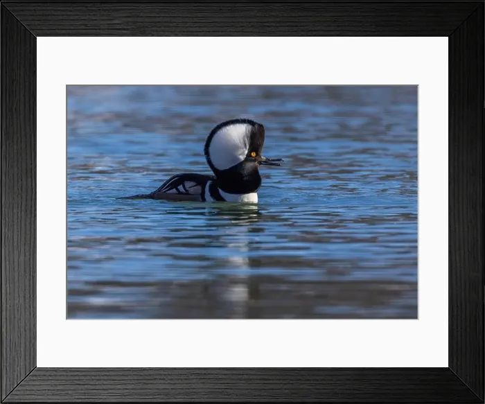 Framed Print : Male hooded merganser (Lophodytes cucullatus) in winter Framed Print : Male hooded merganser (Lophodytes cucullatus) in winter