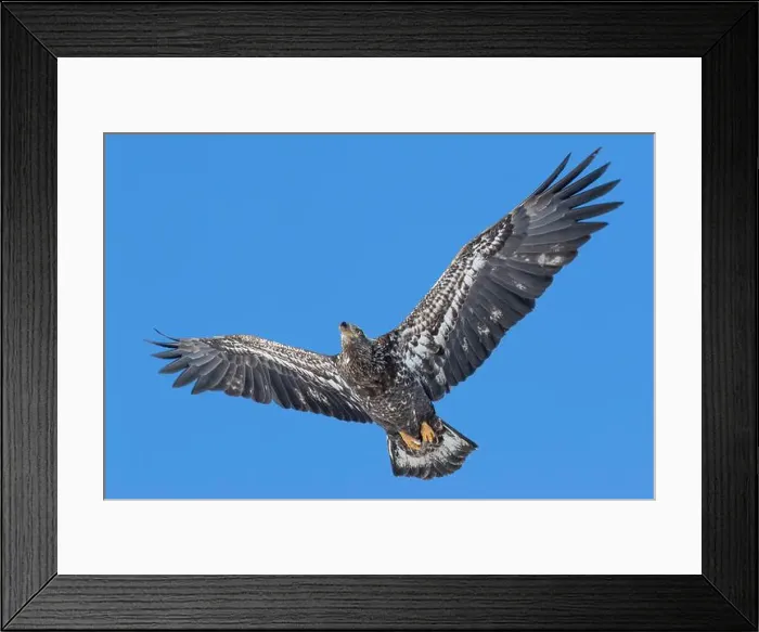 Framed Print : Juvenile bald eagle (Haliaeetus leucocephalus) flying under a blue sky. Region of Lanaudiere. Province of Quebec. Canada Framed Print : Juvenile bald eagle (Haliaeetus leucocephalus) flying under a blue sky. Region of Lanaudiere. Province of Quebec. Canada