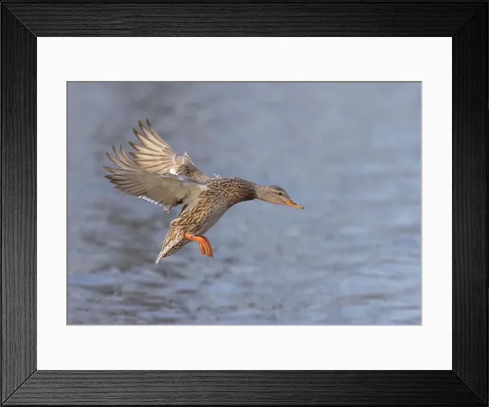 Framed Print : Female mallard duck in flight isolated against a blue winter sky in Canada Framed Print : Female mallard duck in flight isolated against a blue winter sky in Canada