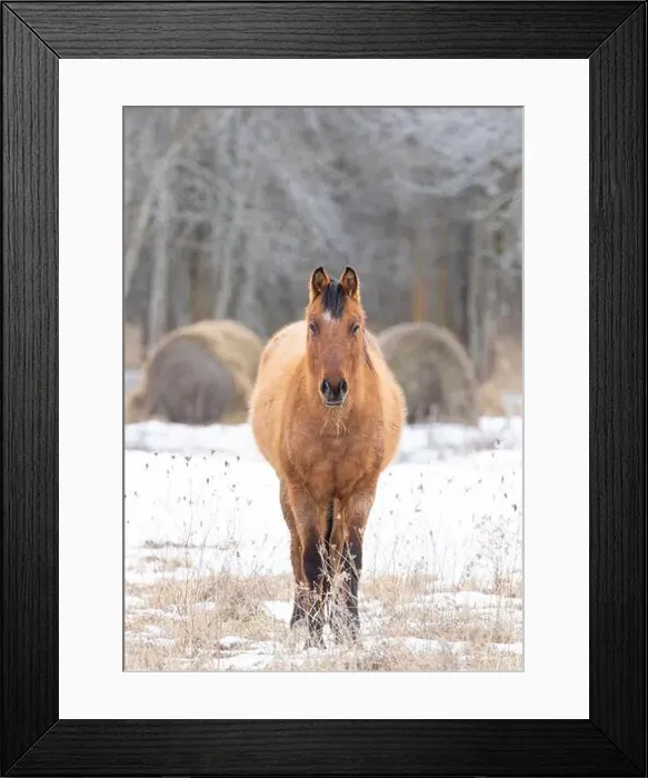 Framed Print : Brown horse walking in a meadow on Wolfe Island, Ontario, Canada Framed Print : Brown horse walking in a meadow on Wolfe Island, Ontario, Canada