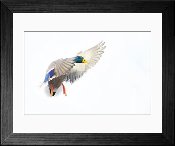 Framed Print : Mallard drake duck in flight over the Ottawa river in Canada Framed Print : Mallard drake duck in flight over the Ottawa river in Canada