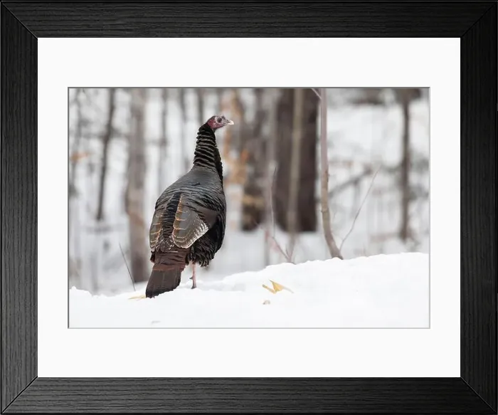 Framed Print : Wild turkey (Meleagris gallopavo) standing on a snowy field and watching Framed Print : Wild turkey (Meleagris gallopavo) standing on a snowy field and watching