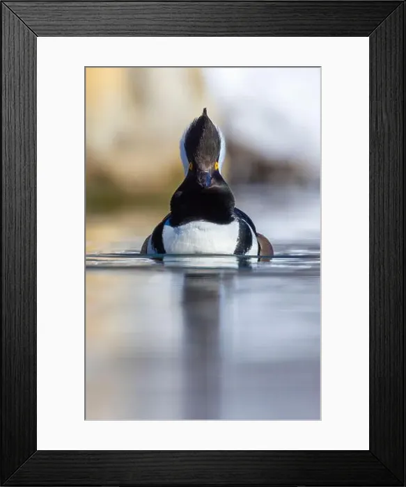 Framed Print : Male hooded merganser (Lophodytes cucullatus) in winter Framed Print : Male hooded merganser (Lophodytes cucullatus) in winter