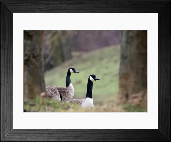 Framed Print : Two Canada geese (Branta canadensis), animal portrait, Hesse, Germany