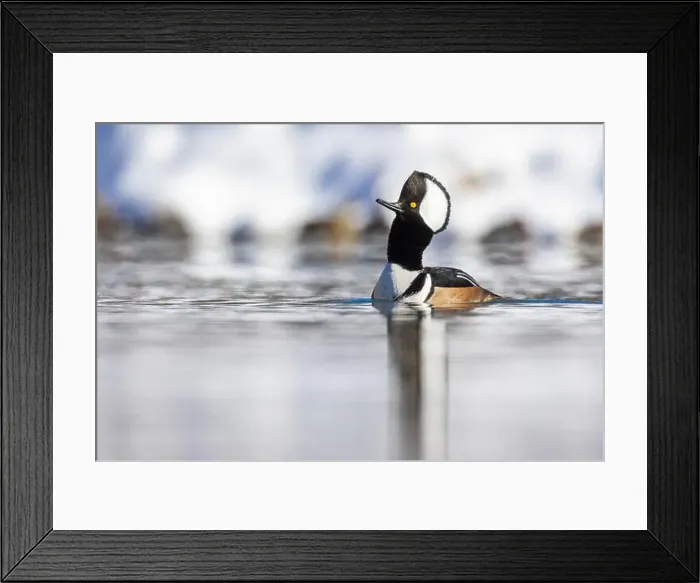 Framed Print : Male hooded merganser (Lophodytes cucullatus) in winter Framed Print : Male hooded merganser (Lophodytes cucullatus) in winter