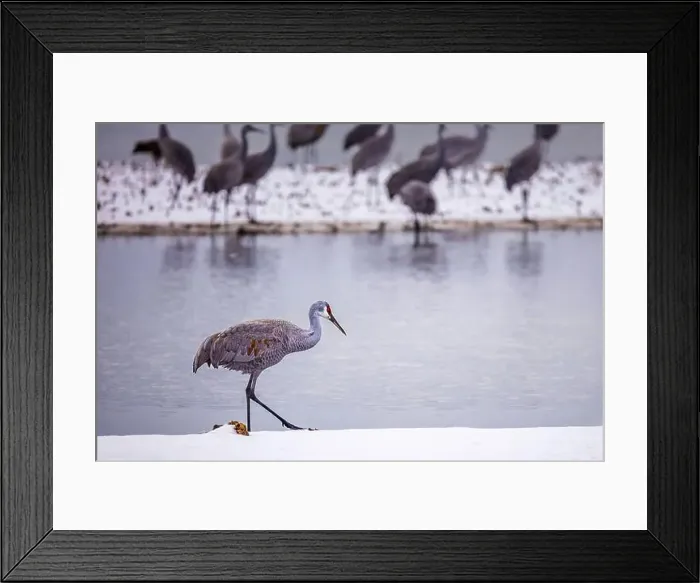 Framed Print : The sandhill crane(Antigone canadensis) in the snow, , by the water in Southern Ontario Canada. Native American bird Framed Print : The sandhill crane(Antigone canadensis) in the snow, , by the water in Southern Ontario Canada. Native American bird