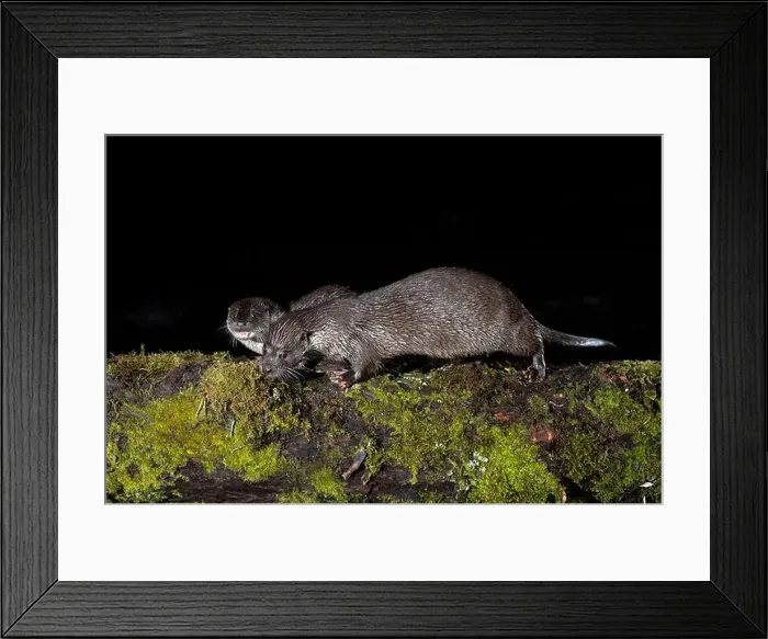 Framed Print : Otter family on a mountain river in the early evening of a winter day
