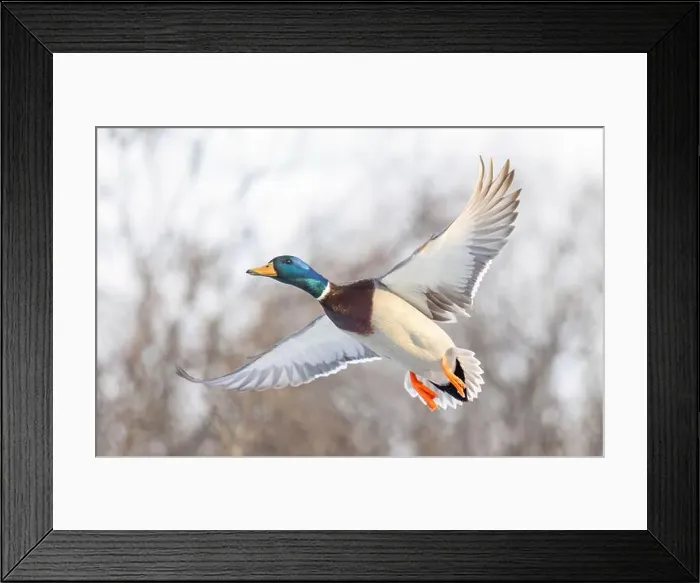 Framed Print : Mallard drake duck in flight over the Ottawa river in Canada Framed Print : Mallard drake duck in flight over the Ottawa river in Canada