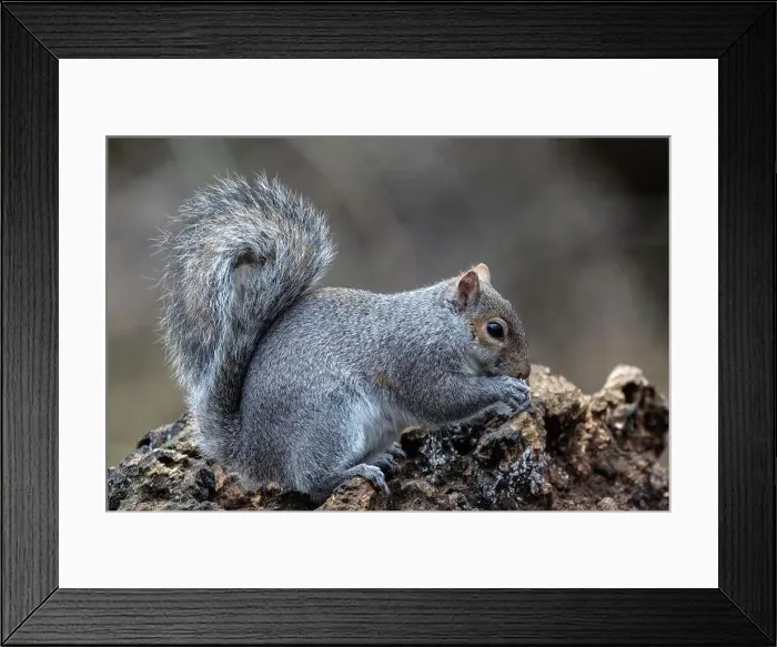 Framed Print : A grey squirrel on a dead tree, feeding Framed Print : A grey squirrel on a dead tree, feeding