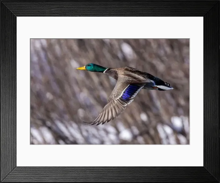 Framed Print : Mallard drake flying in winter Framed Print : Mallard drake flying in winter