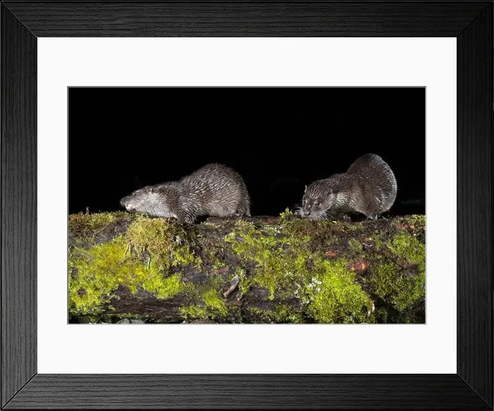 Framed Print : Otter family on a mountain river in the early evening of a winter day Framed Print : Otter family on a mountain river in the early evening of a winter day