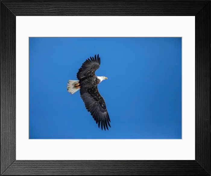 Framed Print : Adult bald eagle (Haliaeetus leucocephalus) flying under a blue sky. Region of Lanaudiere. province of Quebec. Canada Framed Print : Adult bald eagle (Haliaeetus leucocephalus) flying under a blue sky. Region of Lanaudiere. province of Quebec. Canada