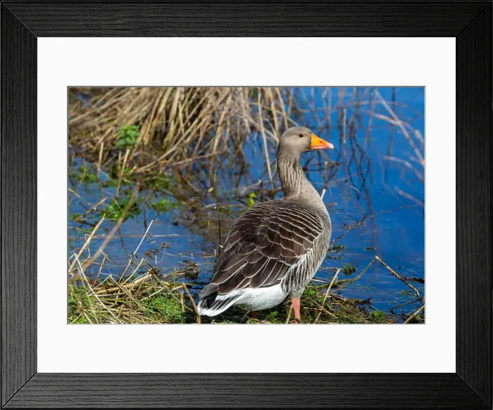 Framed Print : Greylag Goose at West Stow Lakes Suffolk