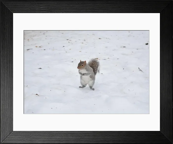 Framed Print : A squirrel standing in snow, in Montreal, Canada