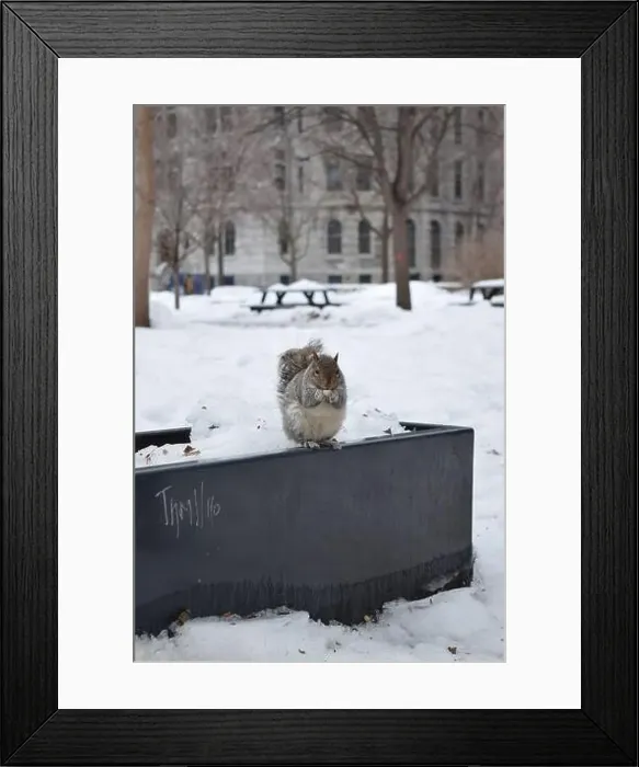 Framed Print : A squirrel standing in snow, in Montreal, Canada Framed Print : A squirrel standing in snow, in Montreal, Canada