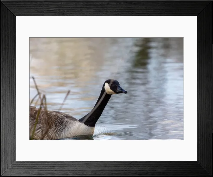 Framed Print : A Goose at West Stow Country Park Lake Framed Print : A Goose at West Stow Country Park Lake