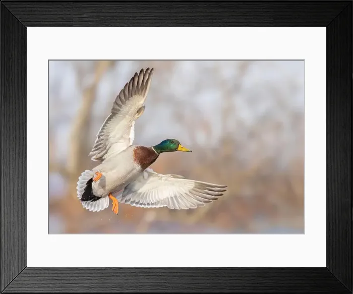 Framed Print : Mallard drake duck in flight over the Ottawa river in Canada Framed Print : Mallard drake duck in flight over the Ottawa river in Canada