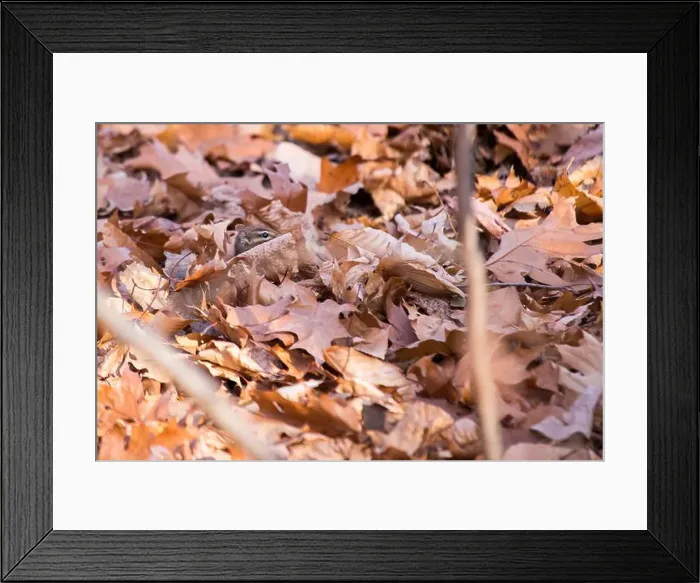 Framed Print : Eastern Chipmunk (Tamias Tamias) spotted outdoors in the wild