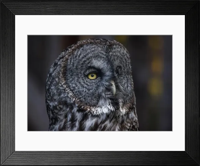 Framed Print : Close Up of Great Gray Owl Framed Print : Close Up of Great Gray Owl