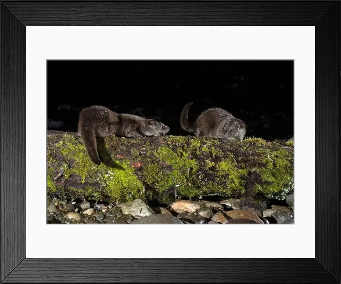 Framed Print : Otter family on a mountain river in the early evening of a winter day Framed Print : Otter family on a mountain river in the early evening of a winter day