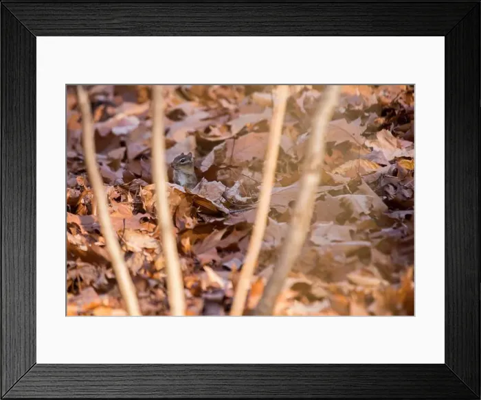 Framed Print : Eastern Chipmunk (Tamias Tamias) spotted outdoors in the wild Framed Print : Eastern Chipmunk (Tamias Tamias) spotted outdoors in the wild