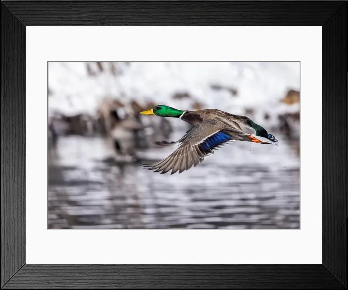 Framed Print : Mallard drake flying in winter Framed Print : Mallard drake flying in winter