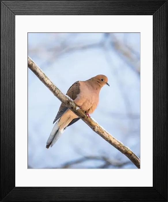 Framed Print : Close up of mourning dove sitting on snowy tree branch on winter day
