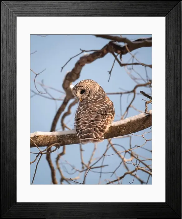 Framed Print : Close up of barred owl sitting on snowy tree branch on winter day Framed Print : Close up of barred owl sitting on snowy tree branch on winter day
