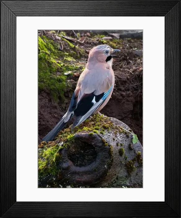Framed Print : A Jay perched on a branch in a Scottish forest Framed Print : A Jay perched on a branch in a Scottish forest