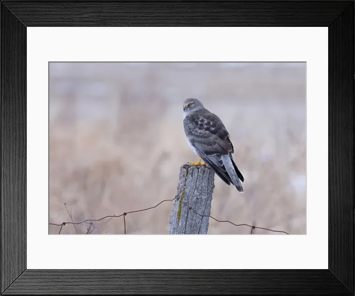 Framed Print : Northern Harrier male sitting on a post on a winter day in Canada Framed Print : Northern Harrier male sitting on a post on a winter day in Canada