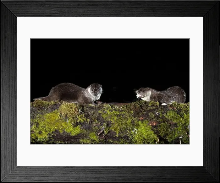 Framed Print : Otter family on a mountain river in the early evening of a winter day Framed Print : Otter family on a mountain river in the early evening of a winter day