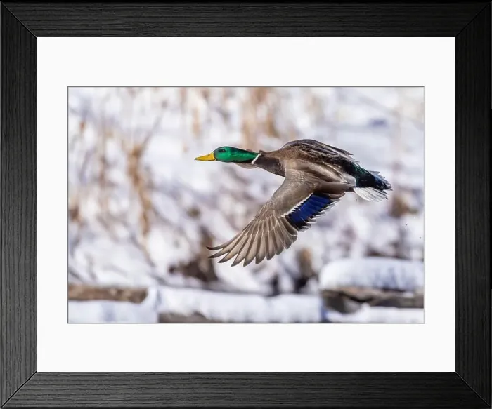 Framed Print : Mallard drake flying in winter Framed Print : Mallard drake flying in winter