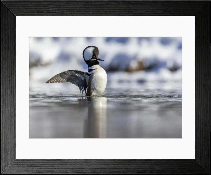 Framed Print : Male hooded merganser (Lophodytes cucullatus) in winter Framed Print : Male hooded merganser (Lophodytes cucullatus) in winter