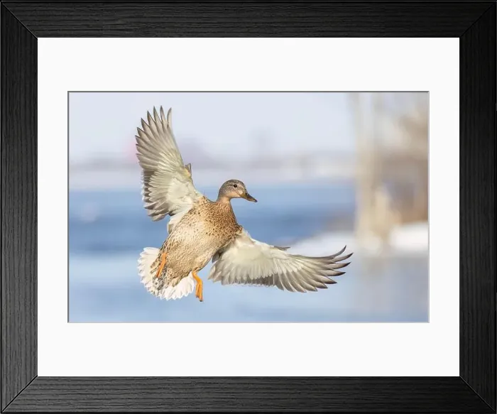 Framed Print : Female mallard duck in flight isolated against a blue winter sky in Canada Framed Print : Female mallard duck in flight isolated against a blue winter sky in Canada