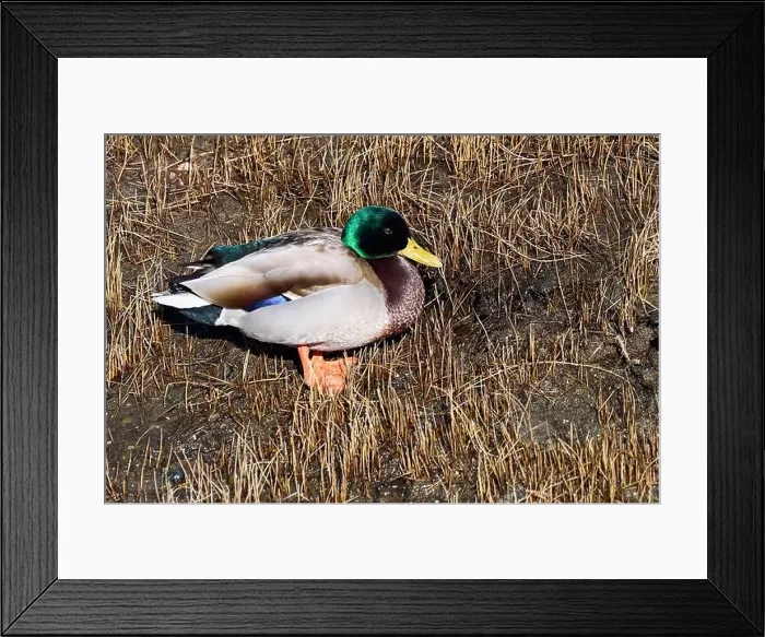 Framed Print : A male mallard duck with his bright green head standing amongst the dried grasses in a bird santuary Framed Print : A male mallard duck with his bright green head standing amongst the dried grasses in a bird santuary