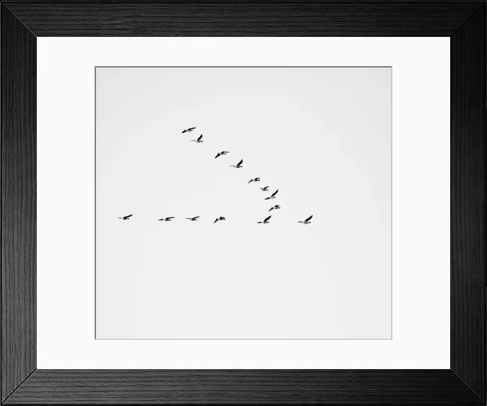 Framed Print : Canada Geese (Branta canadensis) Framed Print : Canada Geese (Branta canadensis)