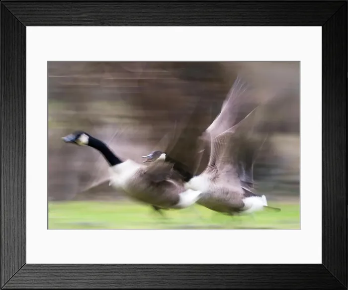 Framed Print : Two Canada geese (Branta canadensis), flying, motion blur, Hesse, Germany Framed Print : Two Canada geese (Branta canadensis), flying, motion blur, Hesse, Germany